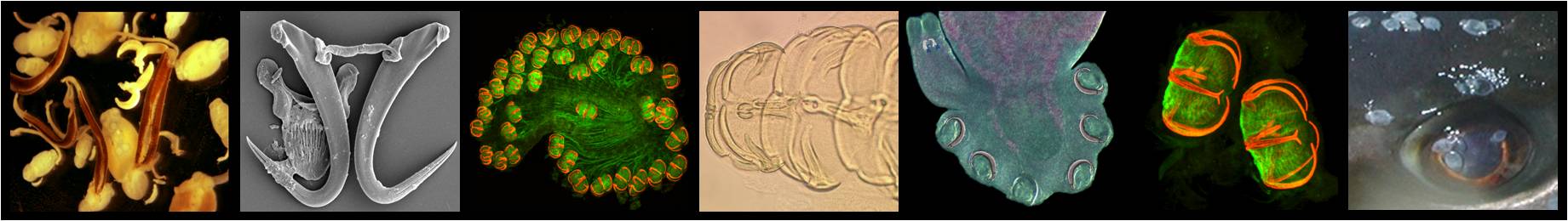 Monogenean Pictures